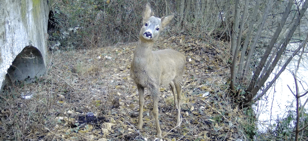 Gestione fauna, l'attacco dell'Oipa: “Sistema smantellato, possibile non si riesca a strutturare un centro di raccolta per